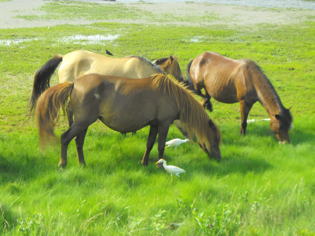 牧場でくつろぐ母馬と子馬